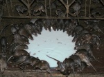 templo de las ratas