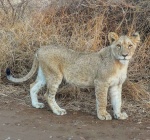 Cachorro de león en Kruger
