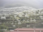 Cerezo en flor - Valle del Jerte