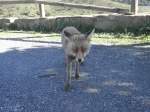 A fox in Monfragüe