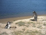 Pingüinos Magallánicos en Península Valdés
