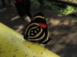 Mariposa en Iguazú