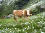 Vaca suiza