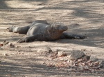 Dragón de Komodo (Rinca)