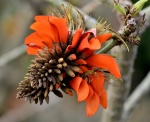 Erythrina caffra, el árbol del coral sudafricano