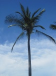 Palmera Isla Tortuga Costa Rica