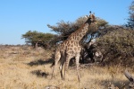 Etosha jirafas