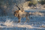 Etosha león