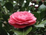 camelia