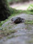 lagarto