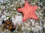 Playa Estrella
