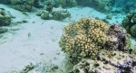 arrecife-atolon