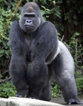 A Silverback Gorilla in Uganda