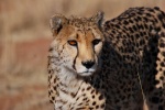 Guepardo