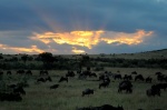 Sunset at masai mara