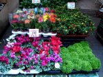BLOEMENMARK EL MERCADO DE LAS FLORES EN AMSTERDAM