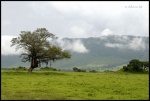 NGORONGORO