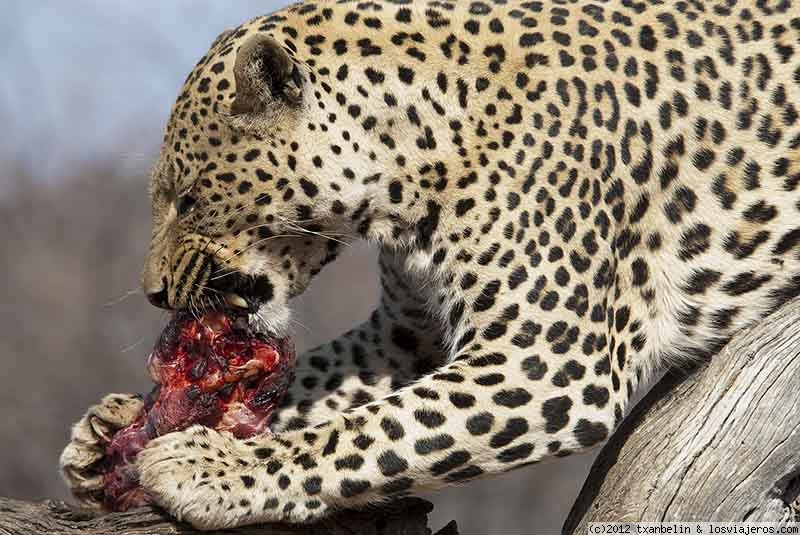Leopard