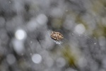 Araña