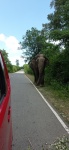 elefante en la carretera