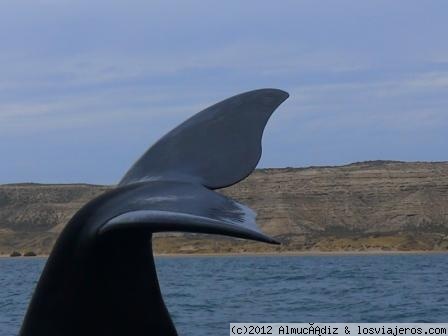 COLA DE BALLENA - PENÍNSULA VALDÉS - ARGENTINA