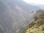 CAÑÓN DEL COLCA