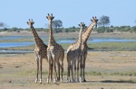 Jirafas en Chobe N.P.