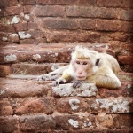 Sri Lanka en 11 días, un país inolvidable.