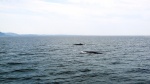 Tadoussac (Canadá)