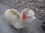 Vicuña