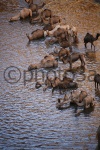 Camellos en el Guelta de...