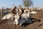 campo de ganado de la etnia Mundari junto al Nilo