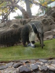 hormiguero