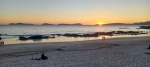 PUESTA DE COL CIES