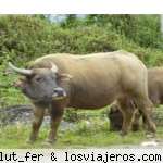 buey de agua vietnam