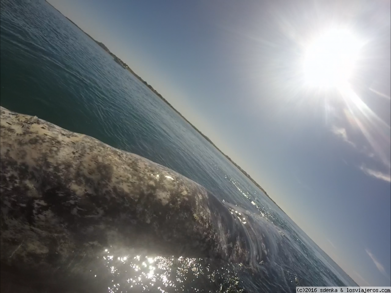 Ballena gris en Baja California