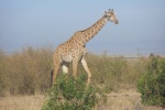JIRAFA MASAI MARA