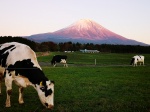 El Fuji y sus vacas