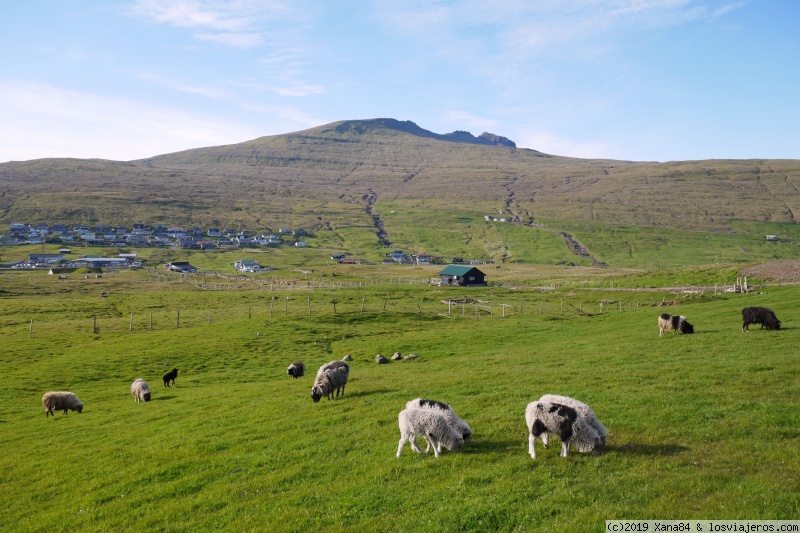 Ovejas en Miðvágur