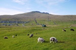 Ovejas en Miðvágur