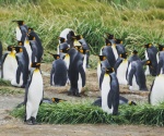 Reunión de pingüinos rey en Tierra del Fuego