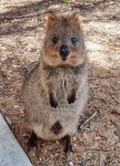 Quokka con sorpresa