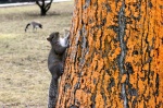 Ardilla en Lincoln Park, Chicago