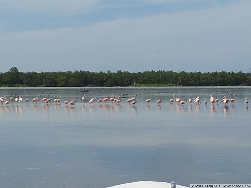 río lagartos