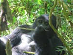 Gorila grupo Kyagurilo en Bwindi National Park
