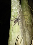 tarantula en el amazonas