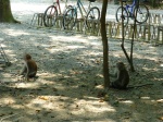monos en pulau ubin