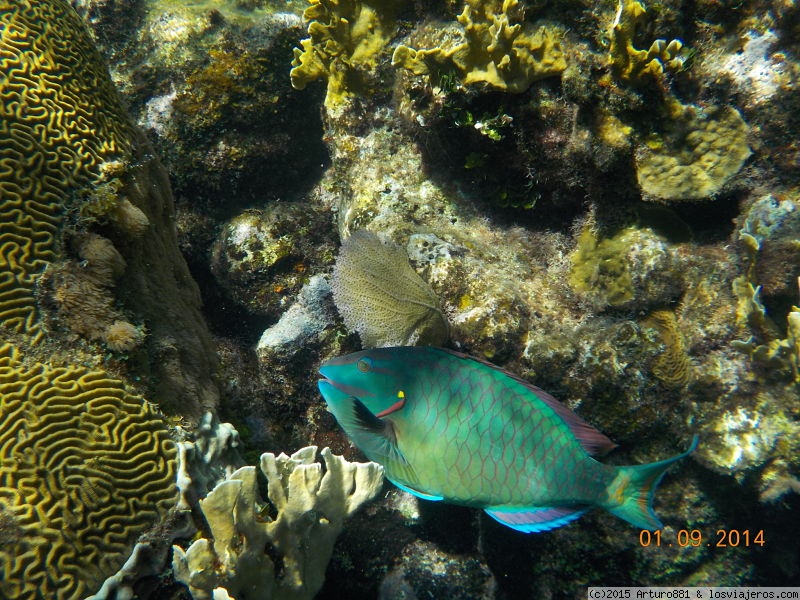 Roatán: Arrecife Coralino