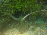 Roatán: Arrecife Coralino