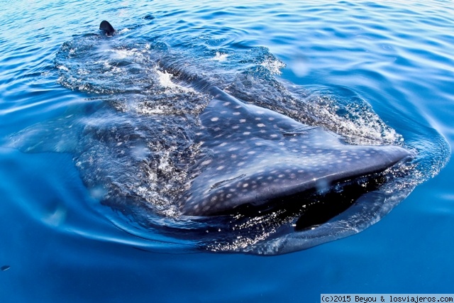 Tiburón ballena